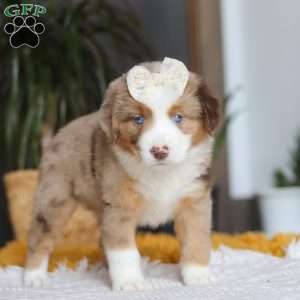 Outback, Miniature Australian Shepherd Puppy